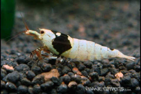 bee_shrimp_th