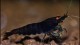 black_tiger_shrimp_2_th