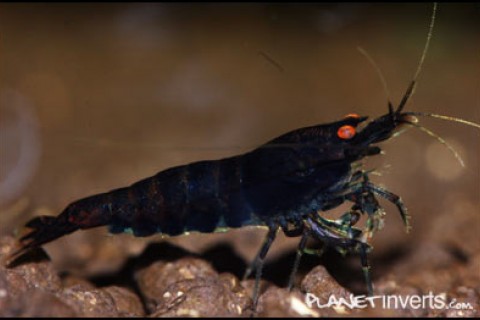 black_tiger_shrimp_2_th
