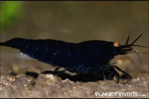 black_tiger_shrimp_3_th