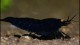 black_tiger_shrimp_3_th