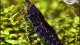 black_tiger_shrimp_4_th