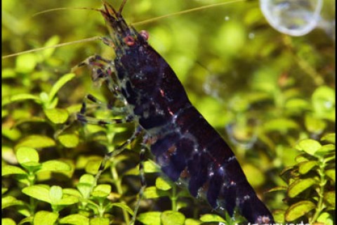 black_tiger_shrimp_4_th