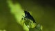 black_tiger_shrimp_baby