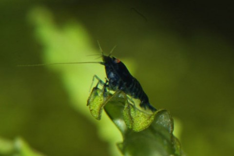 black_tiger_shrimp_baby