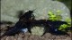 black_tiger_shrimp_eating_th