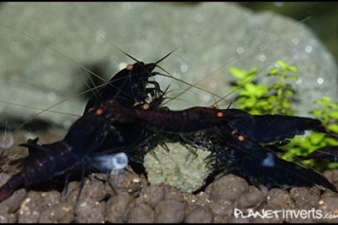 black_tiger_shrimp_eating_th