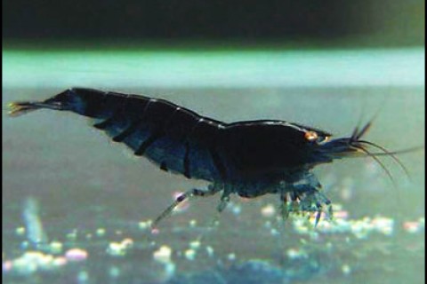 darkbluetiger3-th