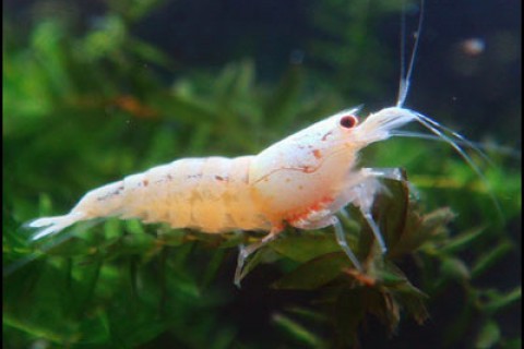 golden_bee_shrimp2_th