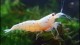 golden_bee_shrimp2_th