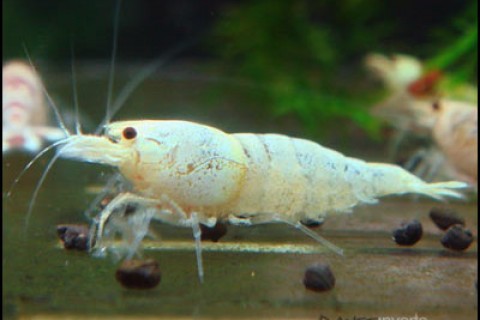 golden_bee_shrimp4_th