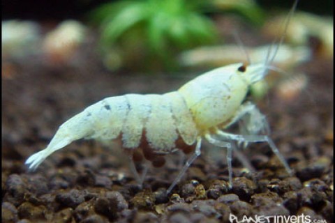 pregnantgoldenbee-th