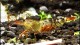 orange_bee_shrimp2_th
