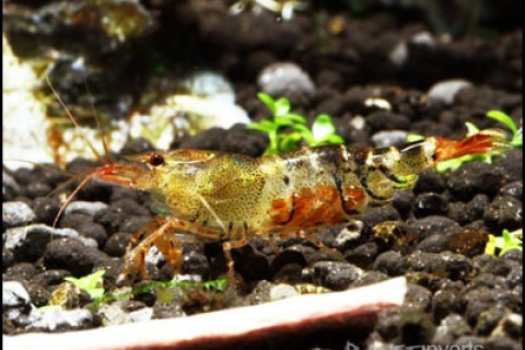 orange_bee_shrimp2_th