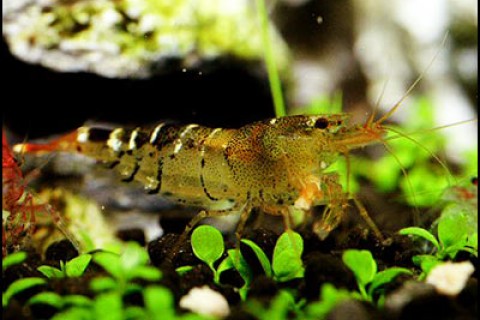 orange_bee_shrimp_th