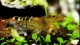 orange_bee_shrimp_th