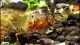 orange_bee_shrimpeggs-th