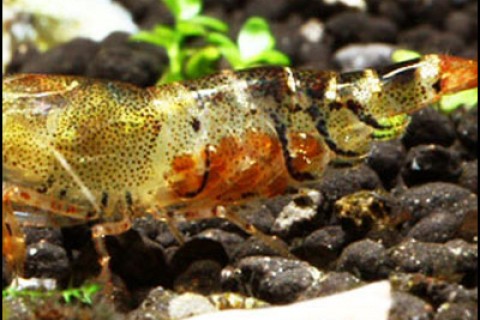 orange_bee_shrimpeggs-th