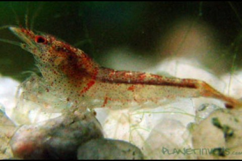 red_tiger_baby_th