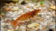 red_tiger_shrimp2_th