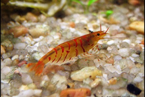 red_tiger_shrimp2_th