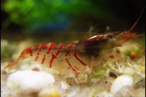 red_tiger_shrimp_th