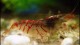 red_tiger_shrimp_th
