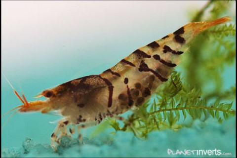 pregtigershrimp-th