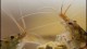tiger_shrimp_eating2_th