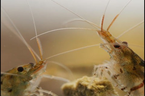 tiger_shrimp_eating2_th
