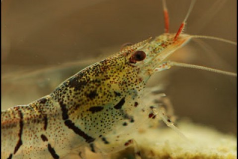 tiger_shrimp_eating_th
