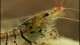 tiger_shrimp_eating_th