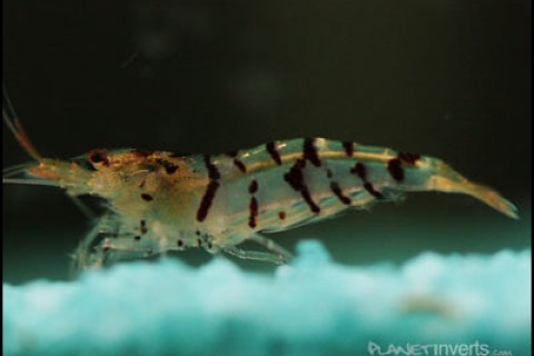 tiger_shrimp_male2_th