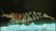 tiger_shrimp_male2_th