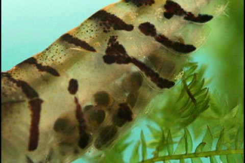 tigershrimpeggs-th