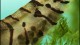 tigershrimpeggs-th