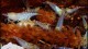 white_bee_shrimp2_th
