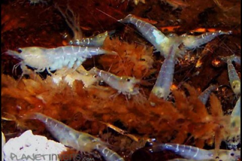 white_bee_shrimp2_th