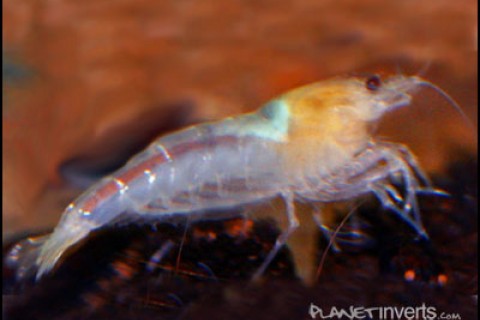 whitebeeshrimp-th