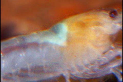 whitebeeshrimpsaddle-th