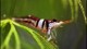 harlequin_shrimp2_th