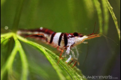 harlequin_shrimp2_th