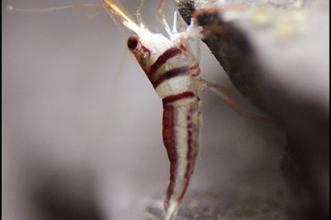 harlequin_shrimp3_th