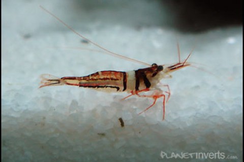 harlequin_shrimp4_th