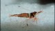 harlequin_shrimp4_th