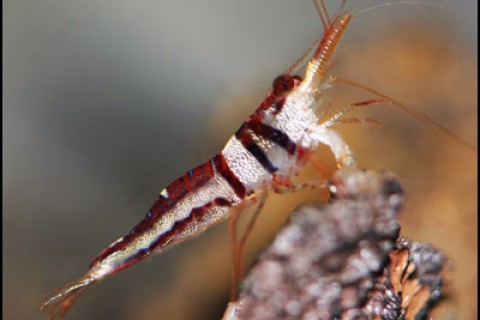 harlequin_shrimp_th