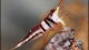 harlequin_shrimp_th