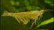 amano_shrimp2_th