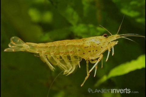 amano_shrimp2_th