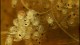 amano_shrimp_eggs2_th